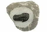Bargain, Gerastos Trilobite Fossil - Morocco #193934-2